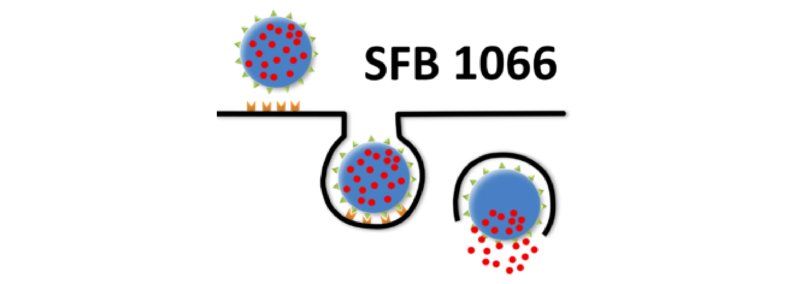 Icon Nanodimensionale polymere Therapeutika für die Tumortherapie (SFB 1066)