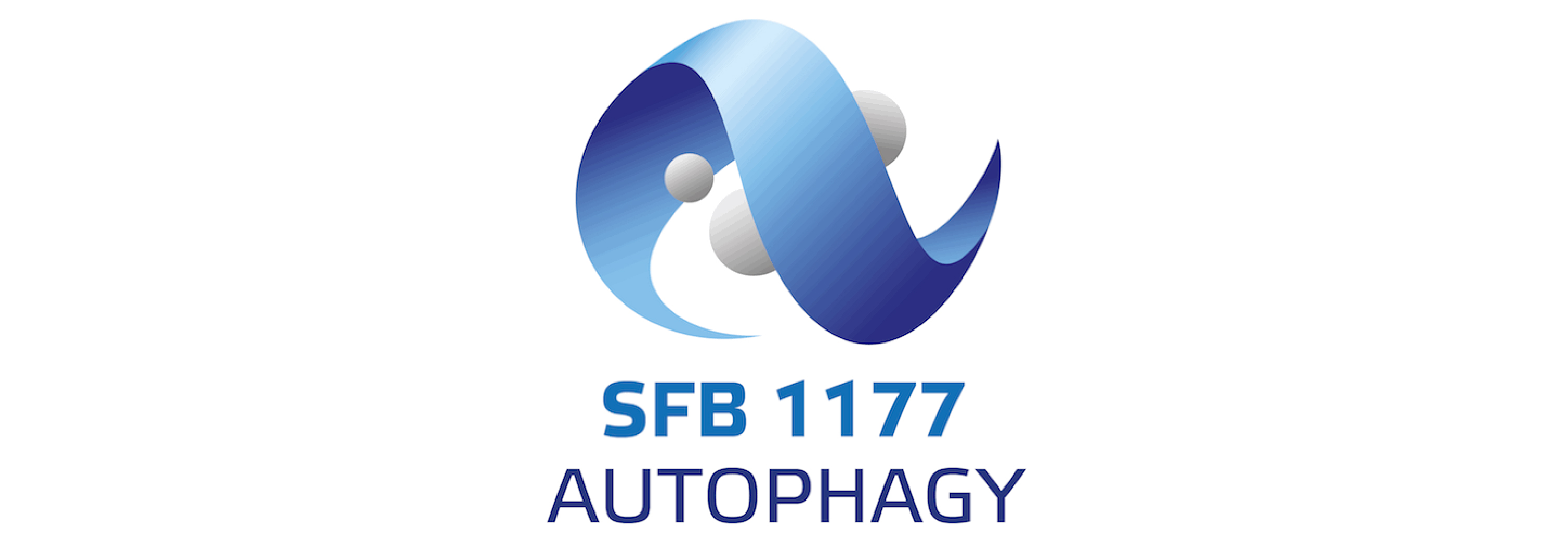 Icon Molekulare und funktionale Charakterisierung der selektiven Autophagie (SFB 1177)