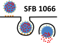 SFB 1066 logo Drawing of endocytosis