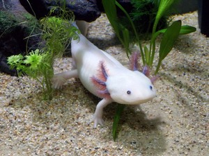 axolotl swimming between plants and above sand
