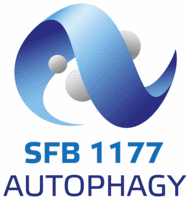 SFB 1177 Logo mit dem Wort "Autophagy" ausgeschrieben 